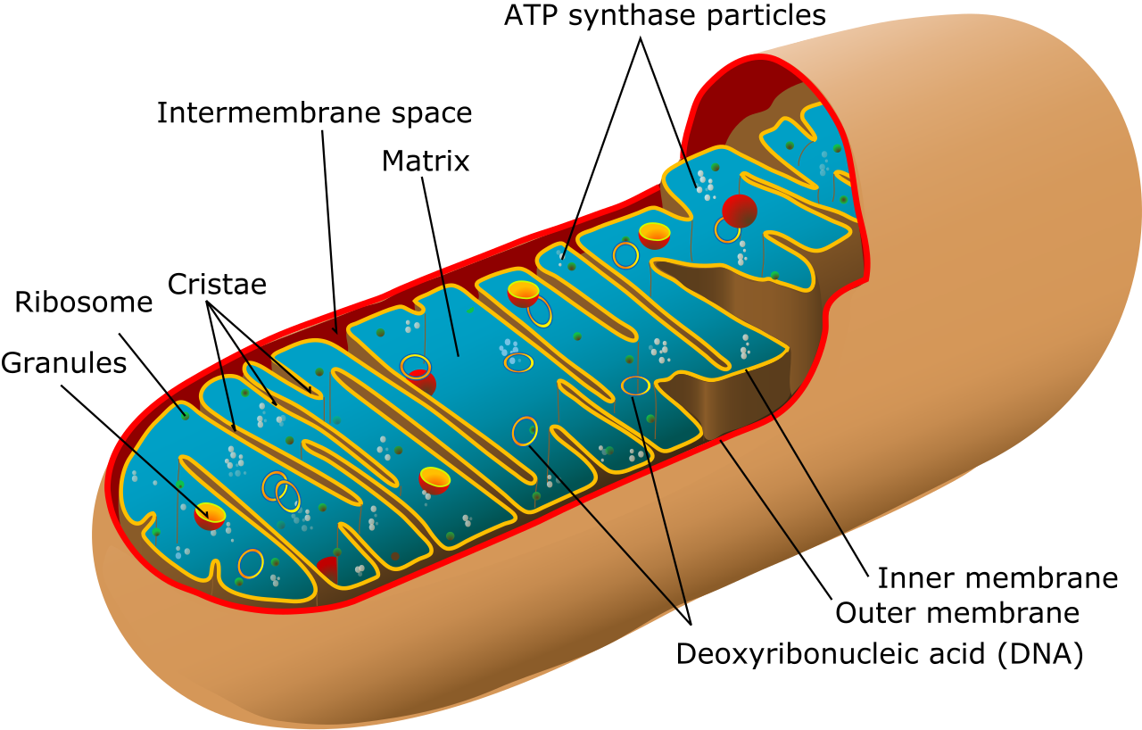 The structure of a mitochondrion. Pyruvate must be transported across both the outer and inner mitochondrial membranes into the matrix to be oxidized into Acetyl-CoA.
