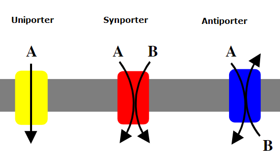 Coupled transport proteins like symporters and antiporters use established electrochemical gradients to drive the movement of a secondary target molecule.