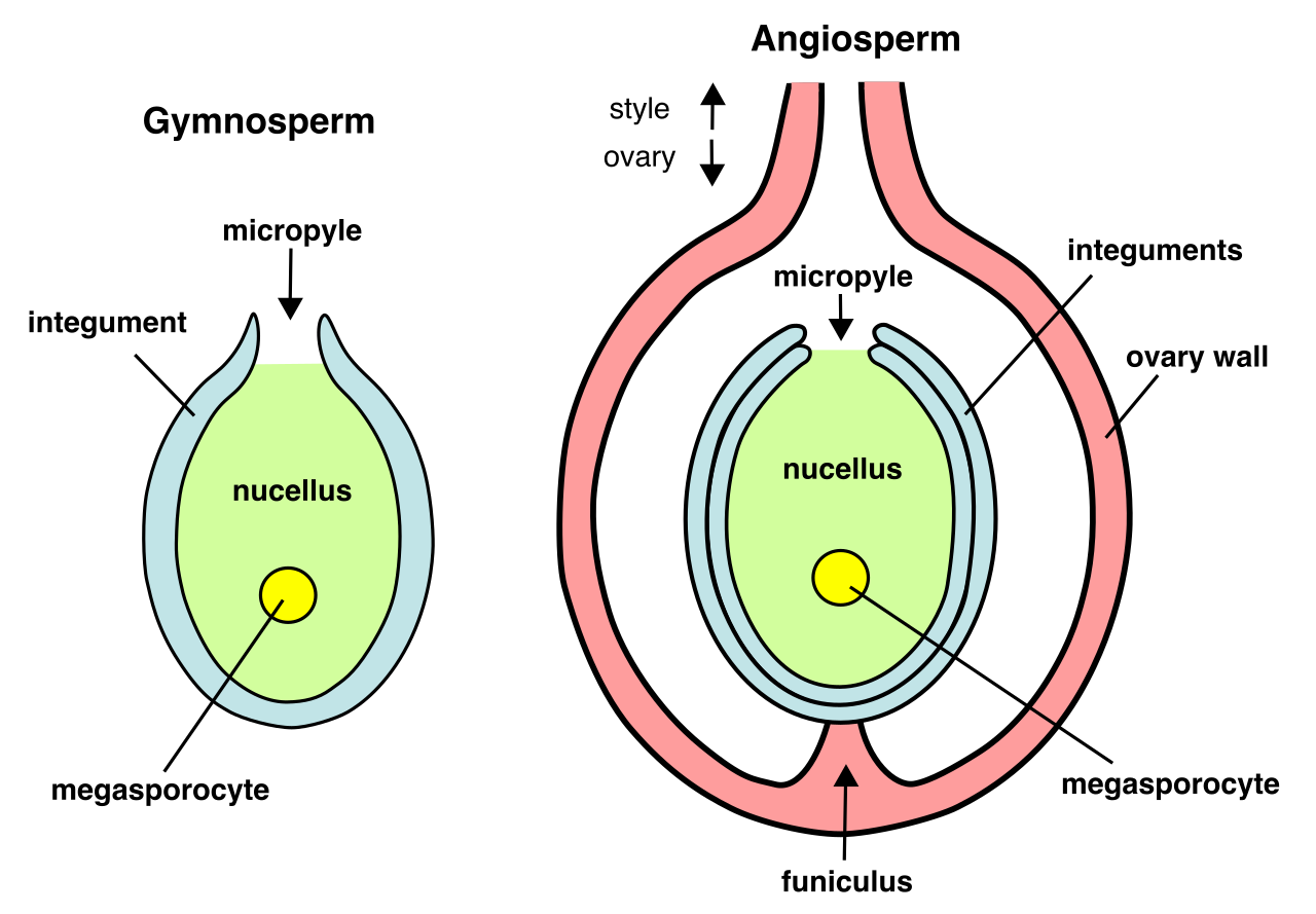 A comparison of seed development: gymnosperms (left) produce "naked seeds" exposed to the environment on cone scales, whereas angiosperm seeds (right) are enclosed and protected within a floral ovary.