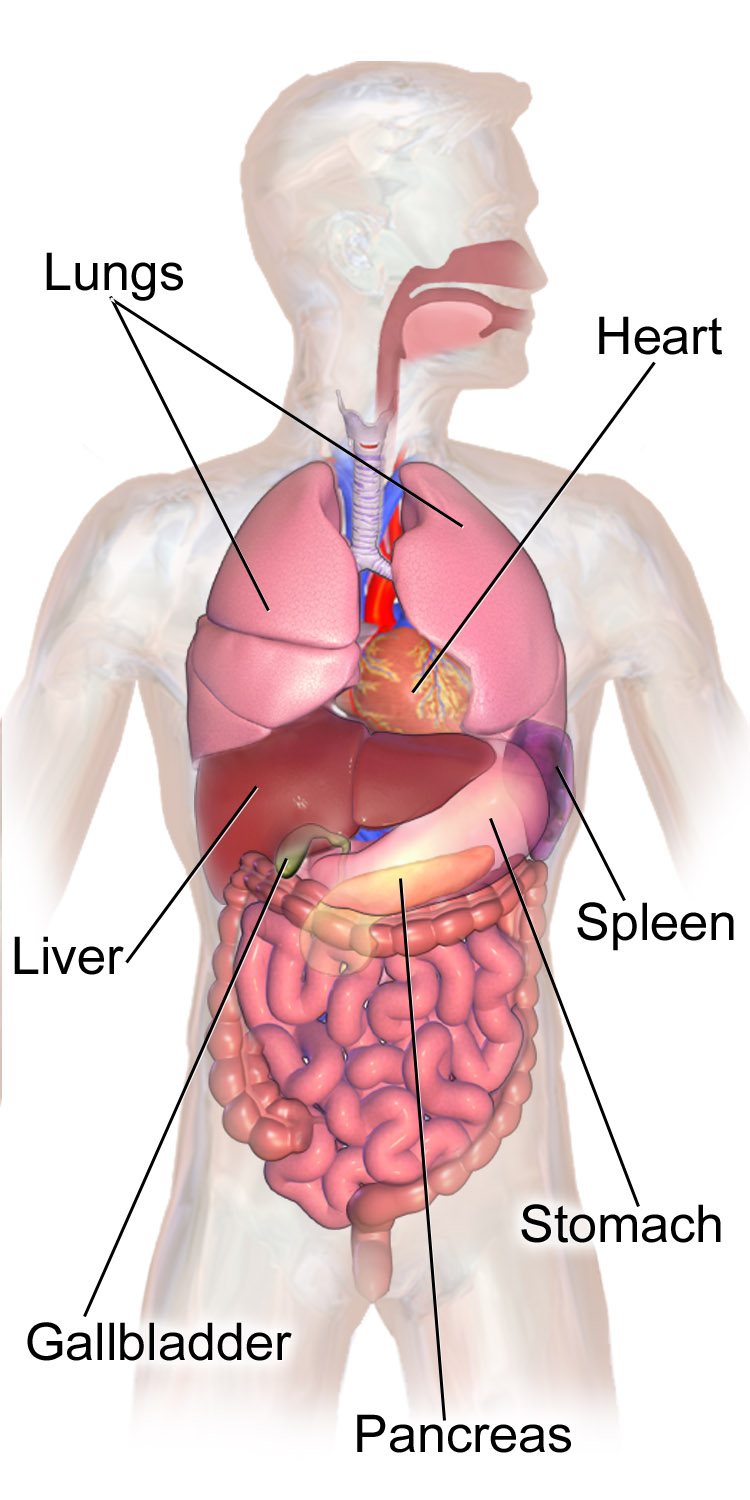 Anatomical position of the liver on the right side of the human abdomen. Positioning the patient on their right side after a liver biopsy strategically uses gravity to compress the puncture site and prevent hemorrhage.