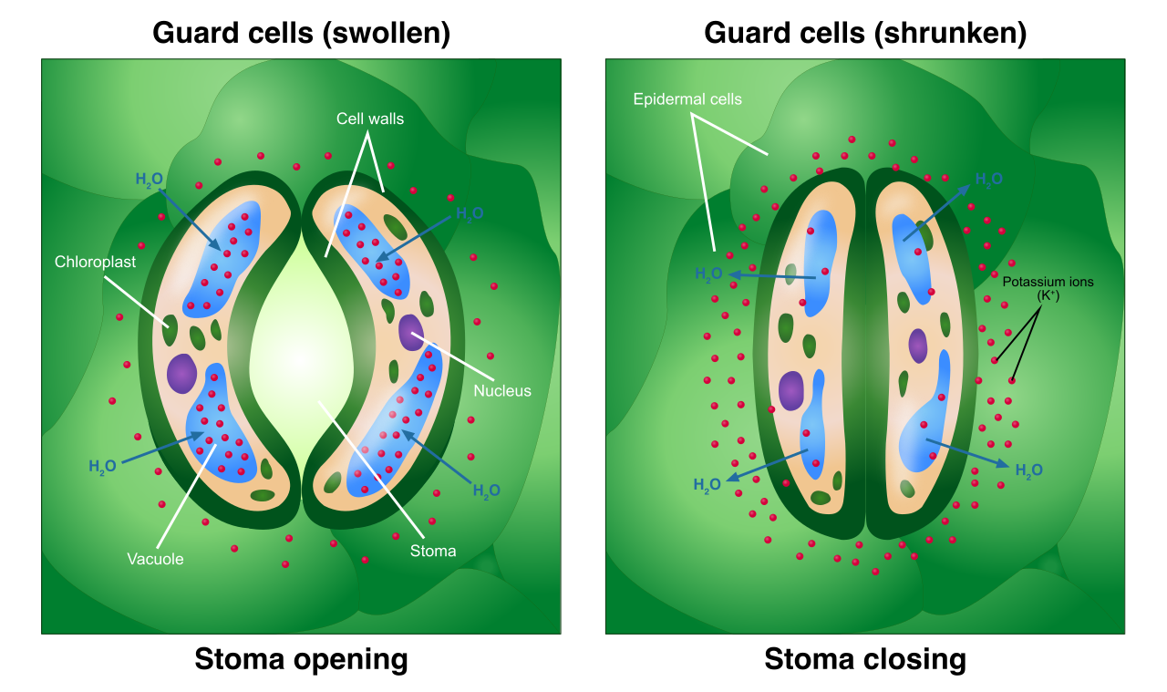 Guard cells regulate gas exchange and water loss by changing shape. When turgid, they bow outward to open the stoma; when flaccid, they seal the pore.