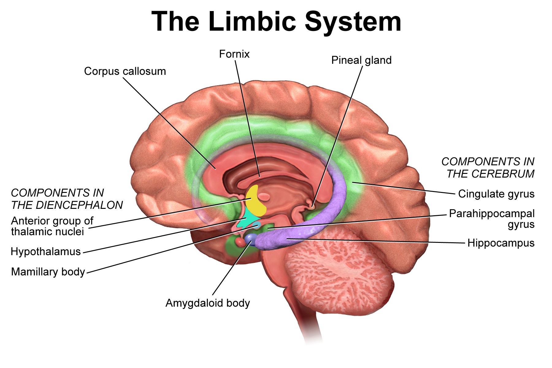 Aromatherapy stimulates olfactory nerves that route directly into the limbic system, a network of brain structures responsible for processing emotion, memory, and physiological arousal.