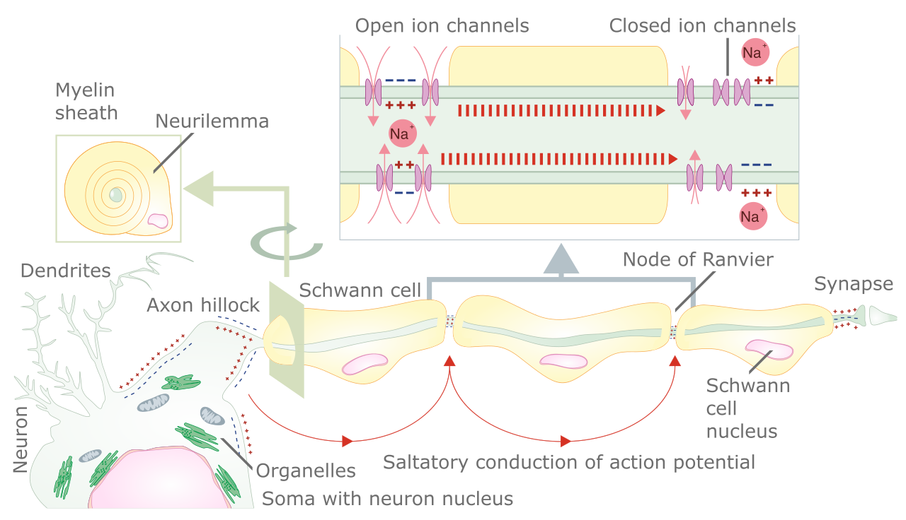In saltatory conduction, the insulating myelin sheath forces the electrical impulse to "jump" rapidly across the unmyelinated Nodes of Ranvier, significantly accelerating overall signal transmission.