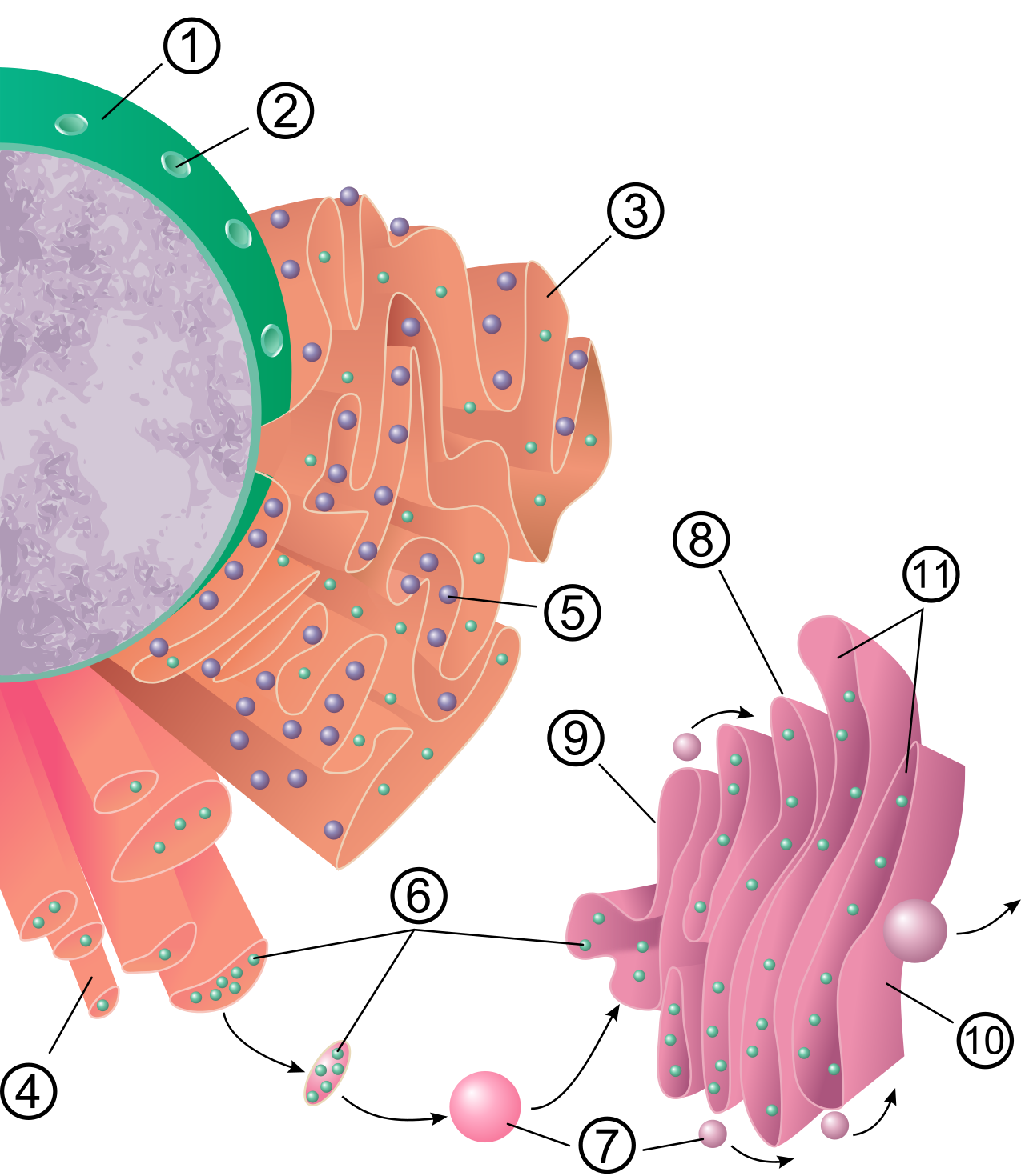 The endomembrane system functions as the cell's manufacturing and shipping center, moving products from the endoplasmic reticulum to the Golgi apparatus via transport vesicles.