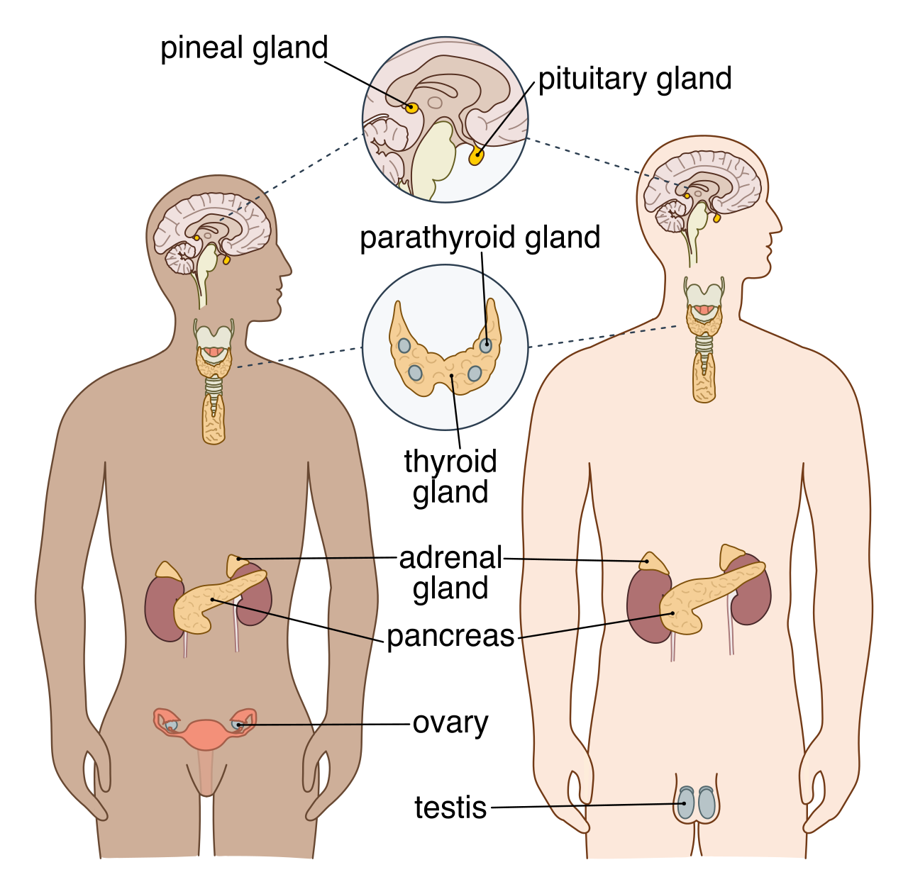 The major glands of the human endocrine system, which act collectively as a systemic chemical postal service by secreting hormone messengers directly into the bloodstream.