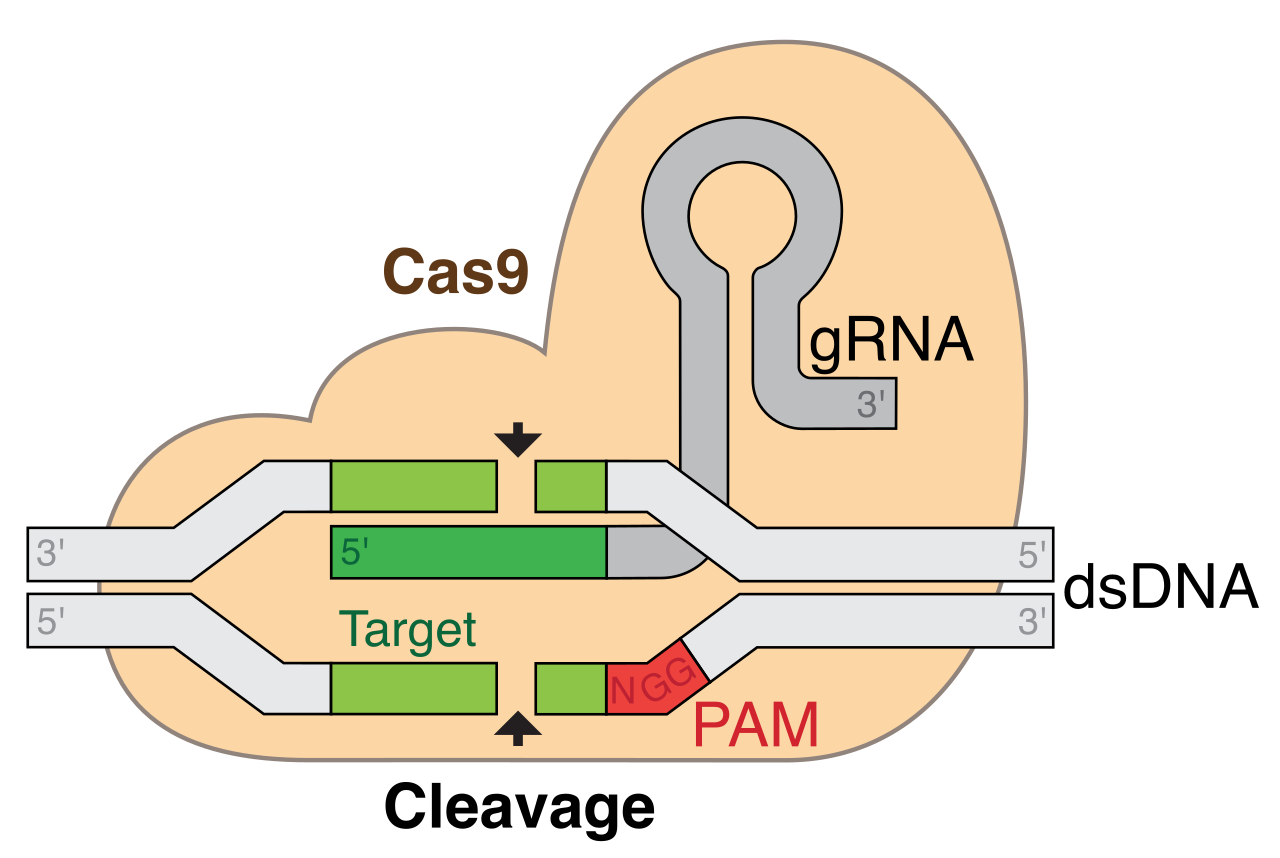 A diagram of the CRISPR/Cas9 complex. Bioengineers have repurposed this naturally occurring bacterial immune mechanism into a programmable technology for precision genome editing.