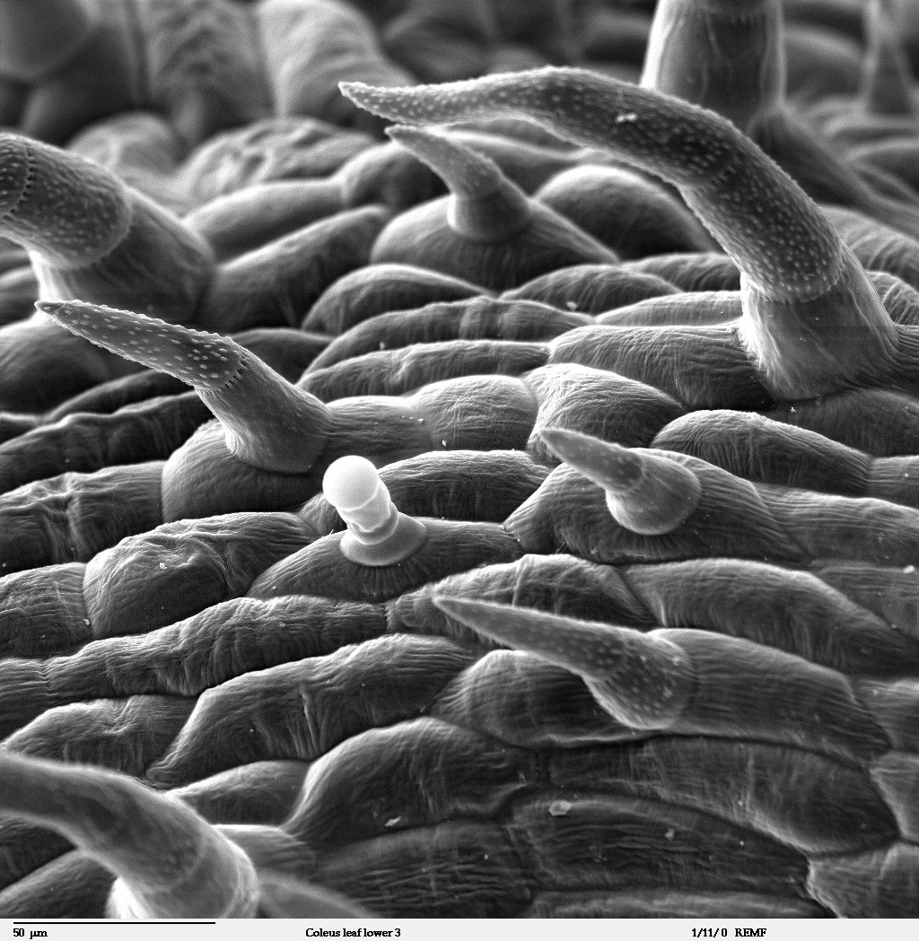 Scanning electron micrograph of trichomes. These tiny, hair-like epidermal outgrowths serve as a physical barrier against herbivores.