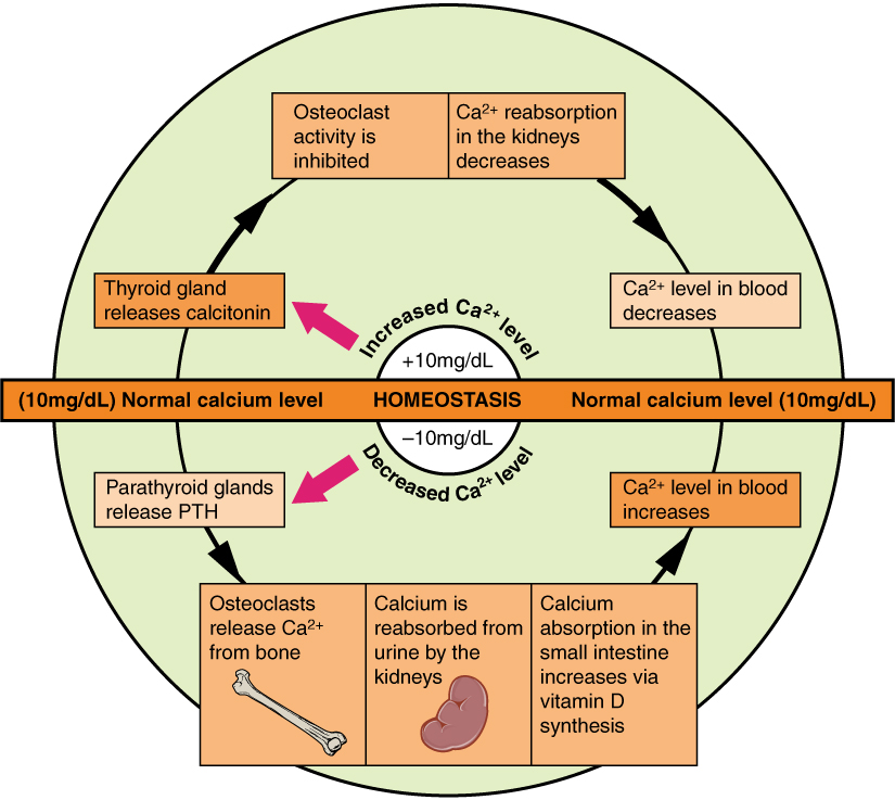 Calcitonin from the thyroid and Parathyroid Hormone (PTH) from the parathyroid glands function in an antagonistic negative feedback loop to maintain strict homeostatic control over serum calcium levels.