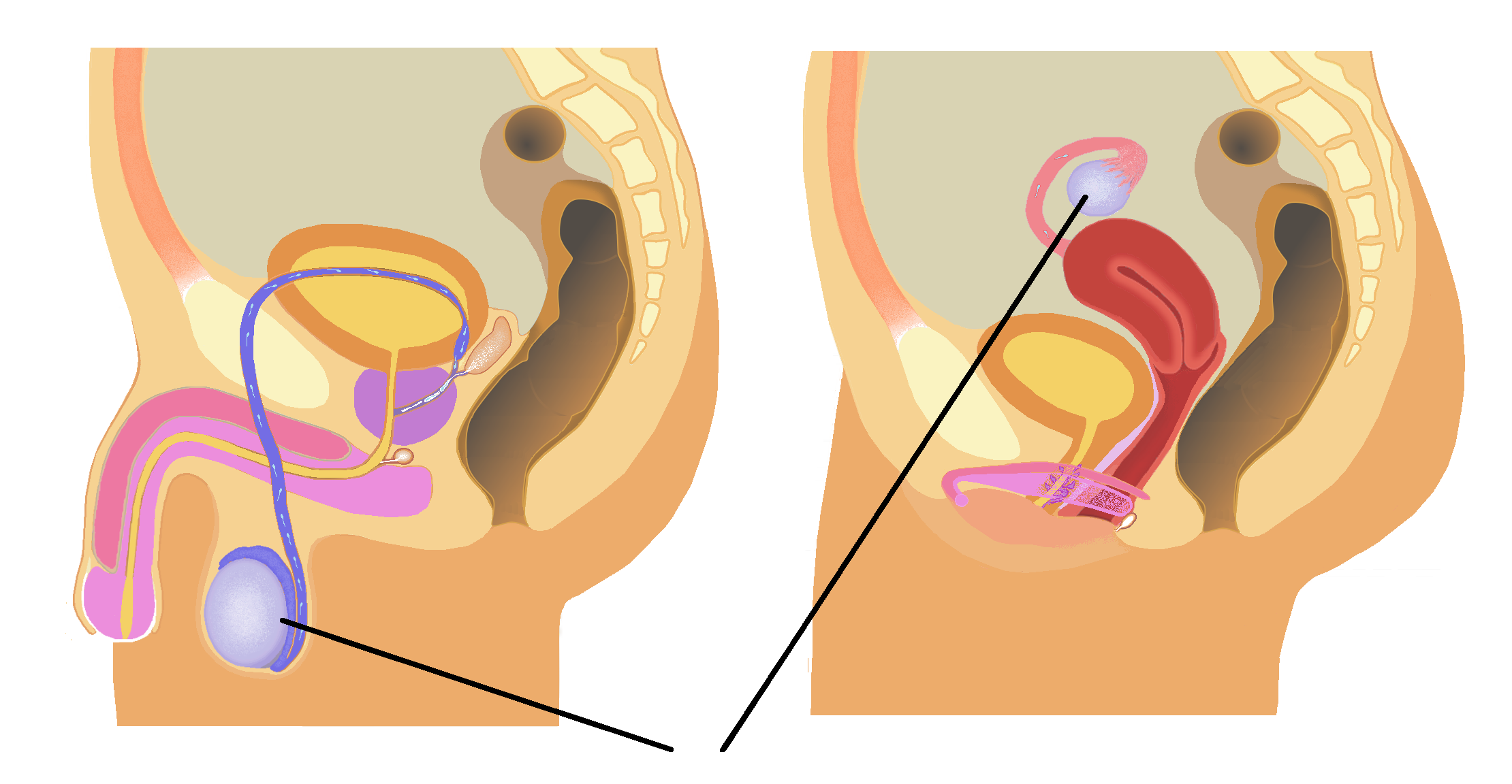 The male and female reproductive gonads—the testes and ovaries—secrete specific hormones that drive the development of secondary sexual characteristics and coordinate human reproductive cycles.