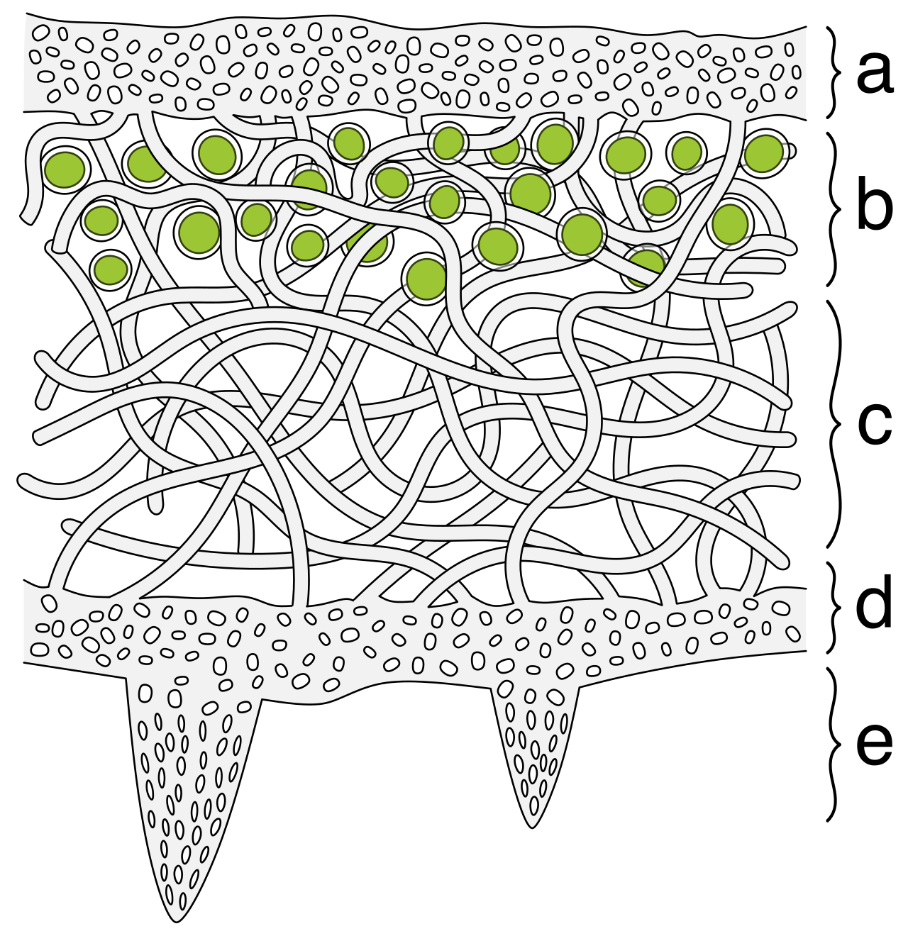 Cross-section of a lichen, highlighting its symbiotic nature: the protective fungal cortex (outer layers) houses the photosynthetic photobiont layer (green algae or cyanobacteria) that provides energy.