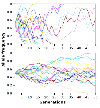 Mathematical simulations comparing genetic drift in populations of 10 versus 100. The random walk of probability drives alleles to complete fixation or loss much faster in small populations.