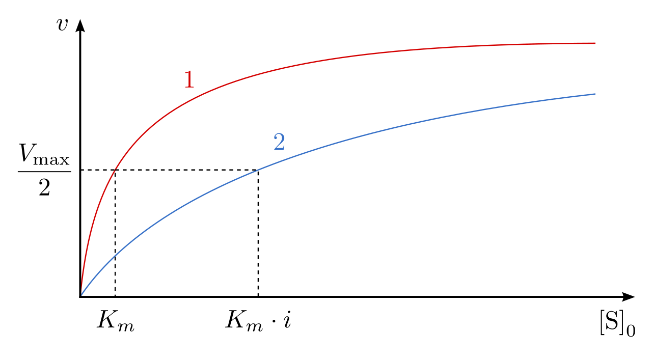 Kinetic impact of a competitive inhibitor. The V_{max} remains unchanged because high substrate concentrations can outcompete the inhibitor, but the apparent K_m increases, reflecting a lower effective binding affinity.