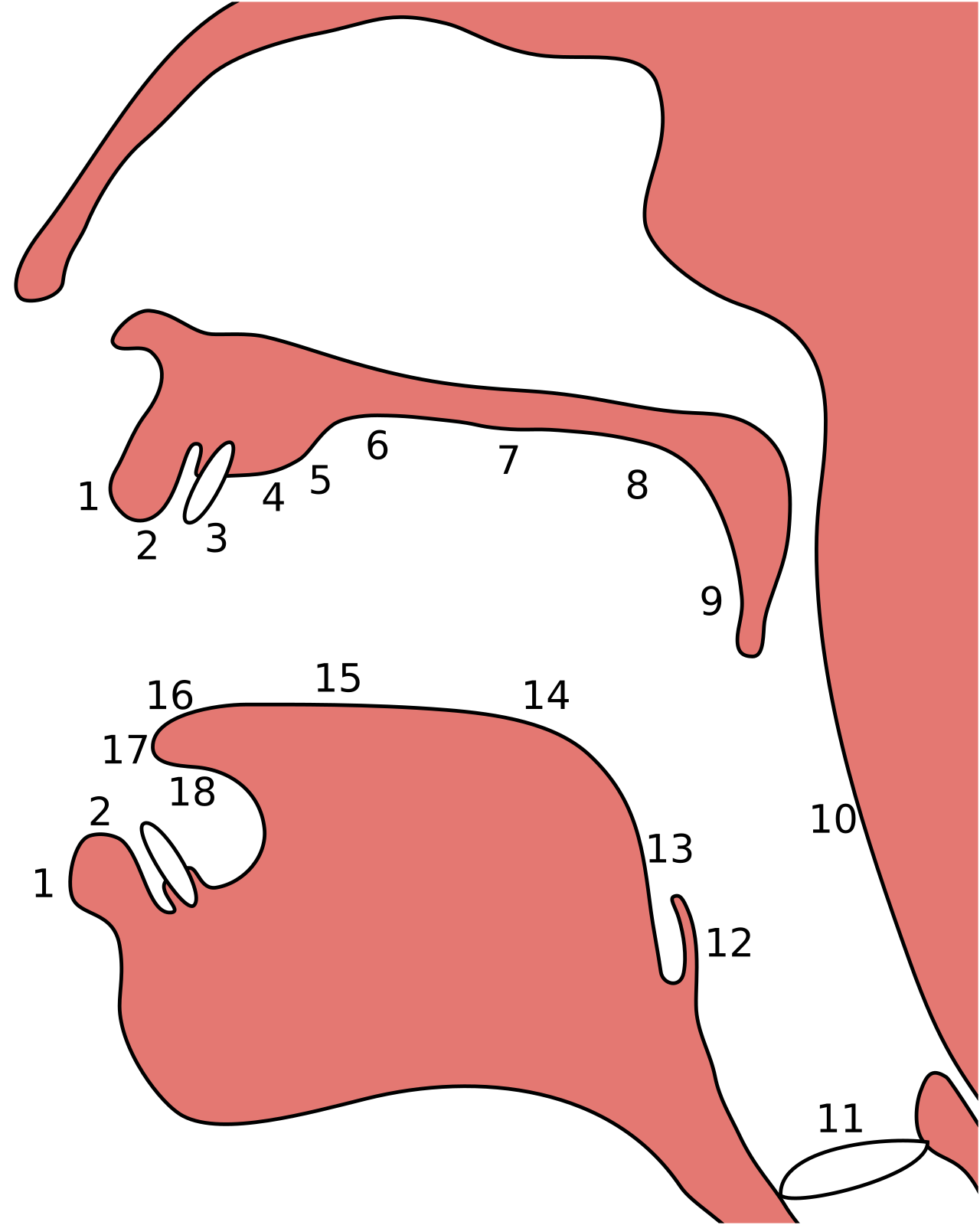 A diagram detailing the anatomical places of articulation. SLPs identify and treat speech sound errors at these precise locations to improve a student's educational participation.