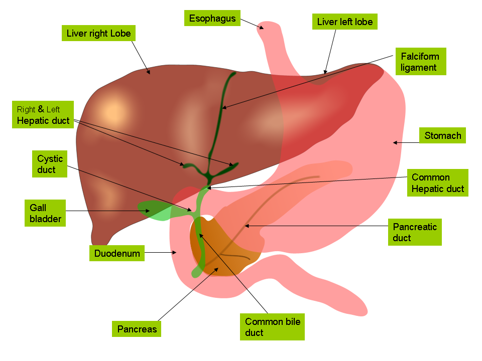 The liver produces bile to emulsify fats, which is then stored in the gallbladder before being released into the small intestine.