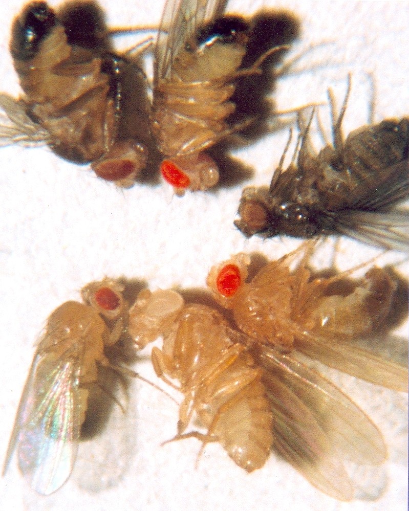 Organizing raw data is essential when tracking phenotypic traits, such as varying eye colors and mutations across populations of fruit flies.