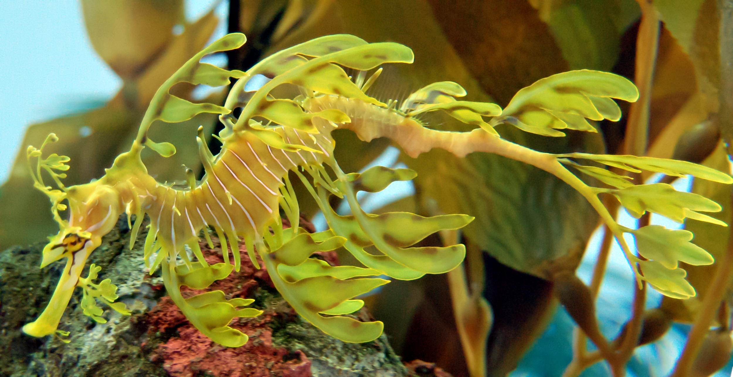 The leafy seadragon's specialized body structures provide elaborate camouflage, allowing it to blend seamlessly into surrounding seaweed to evade predators.