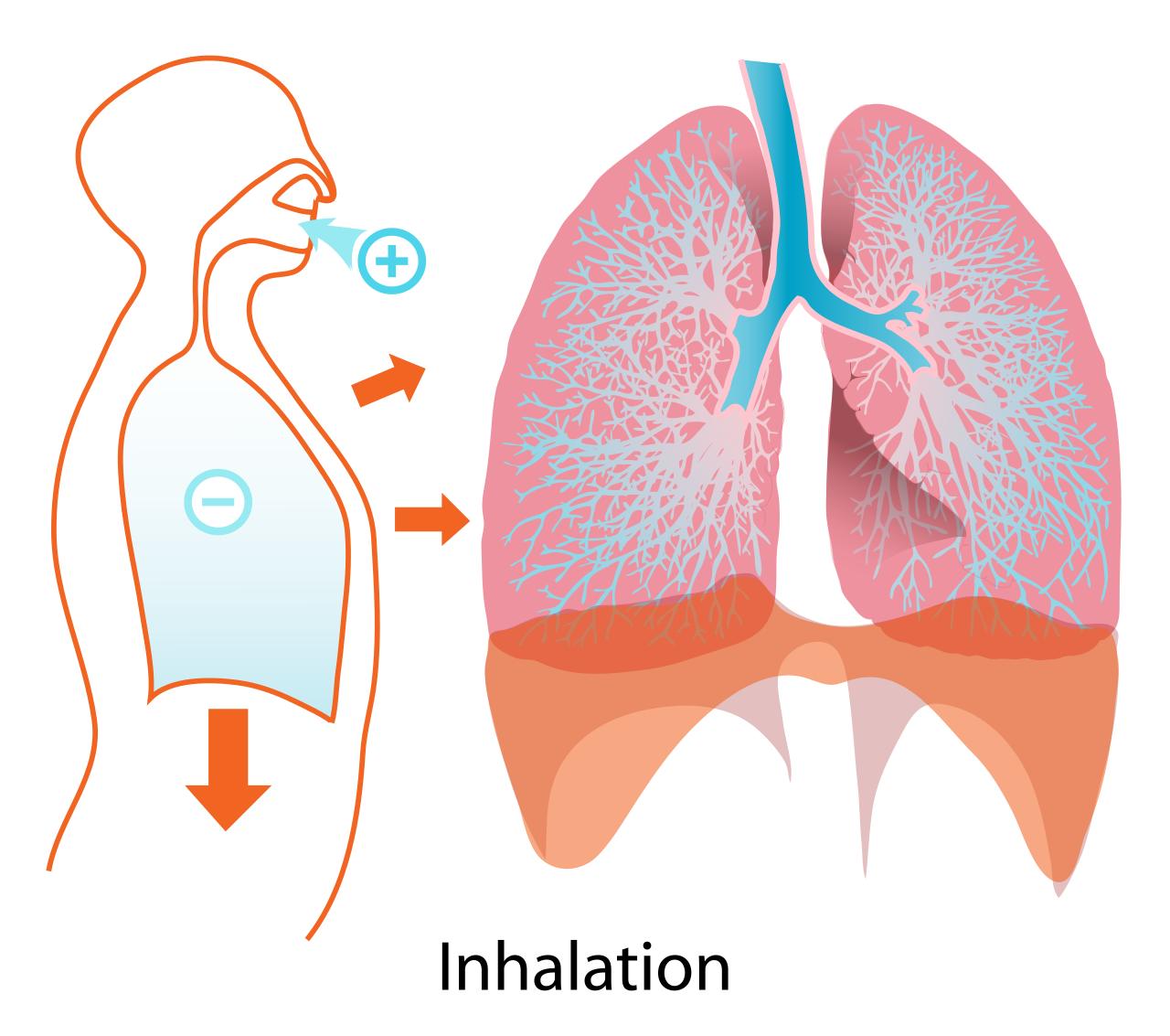 During inhalation, the diaphragm contracts downward, increasing thoracic volume and drawing air into the lungs.