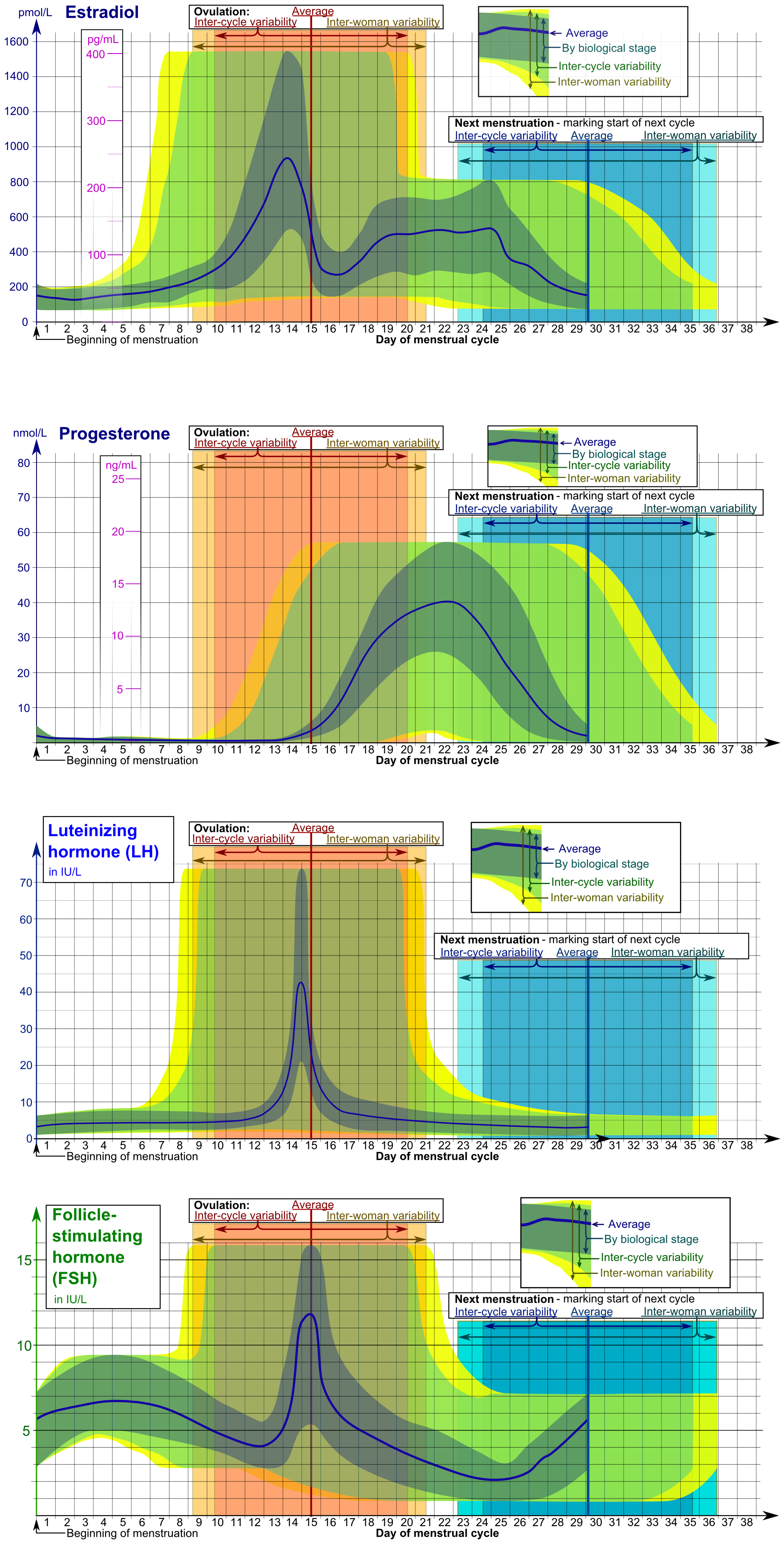 A complex graph showing fluctuating female hormone levels over a 28-day cycle. The legend serves as a necessary translation key to identify which colored line corresponds to which specific hormone.