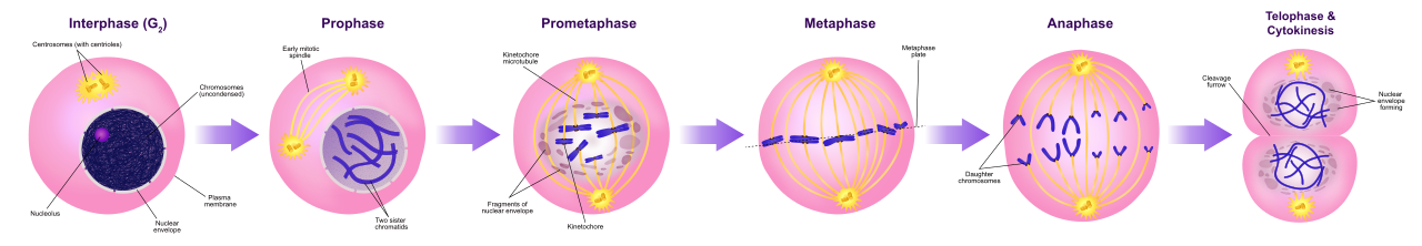 The sequential stages of mitosis, illustrating the condensation, alignment, and eventual separation of chromosomes to form two genetically identical daughter nuclei.