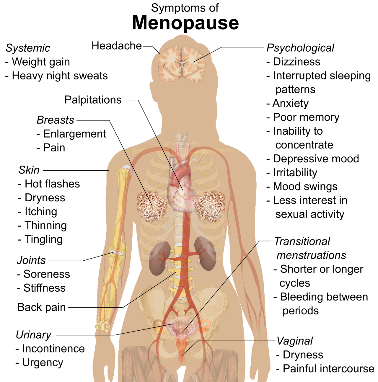 An overview of the expected systemic changes and physical symptoms during menopause, all of which are driven by the natural decline in estrogen and progesterone levels.