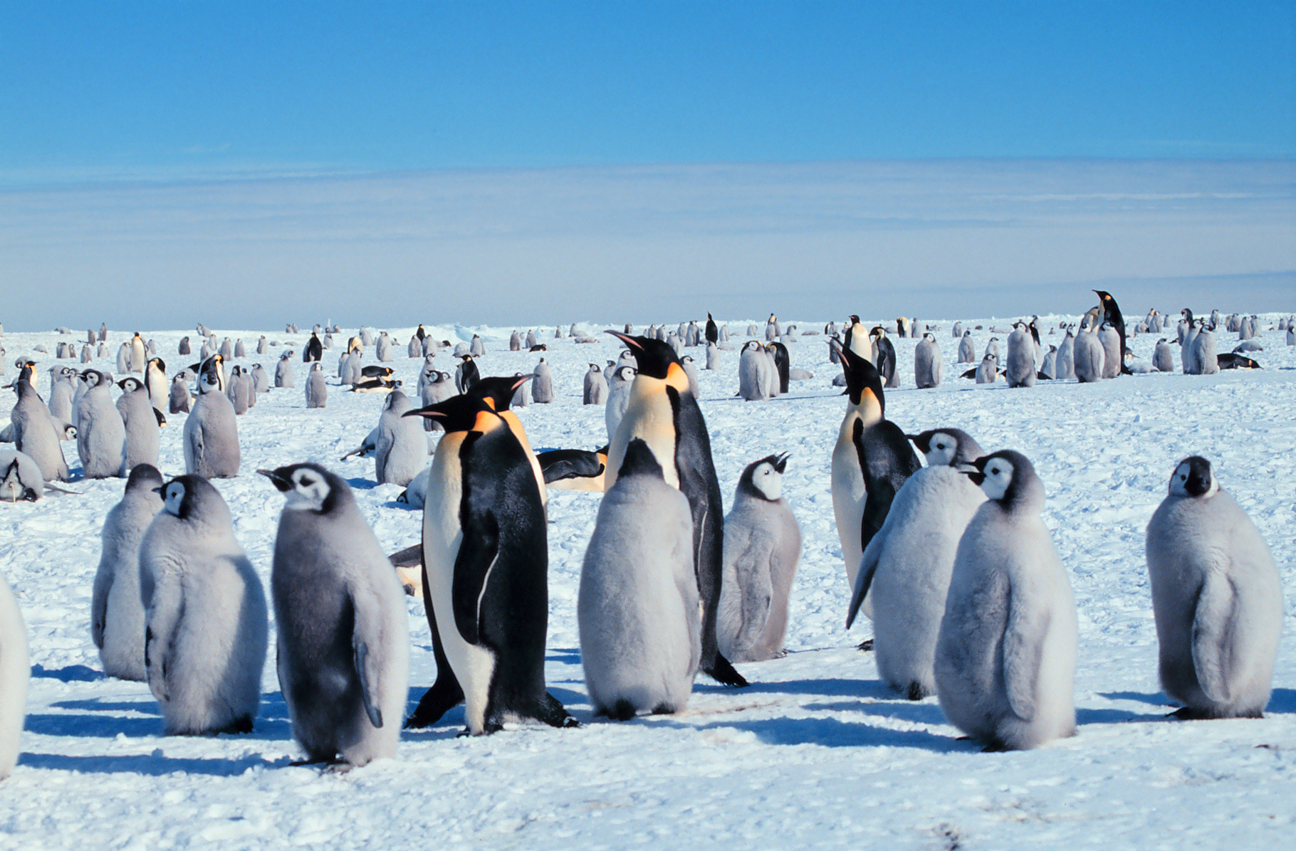 Adult emperor penguins exhibit extreme parental investment by using their own body heat to insulate their vulnerable chicks from freezing Antarctic temperatures.
