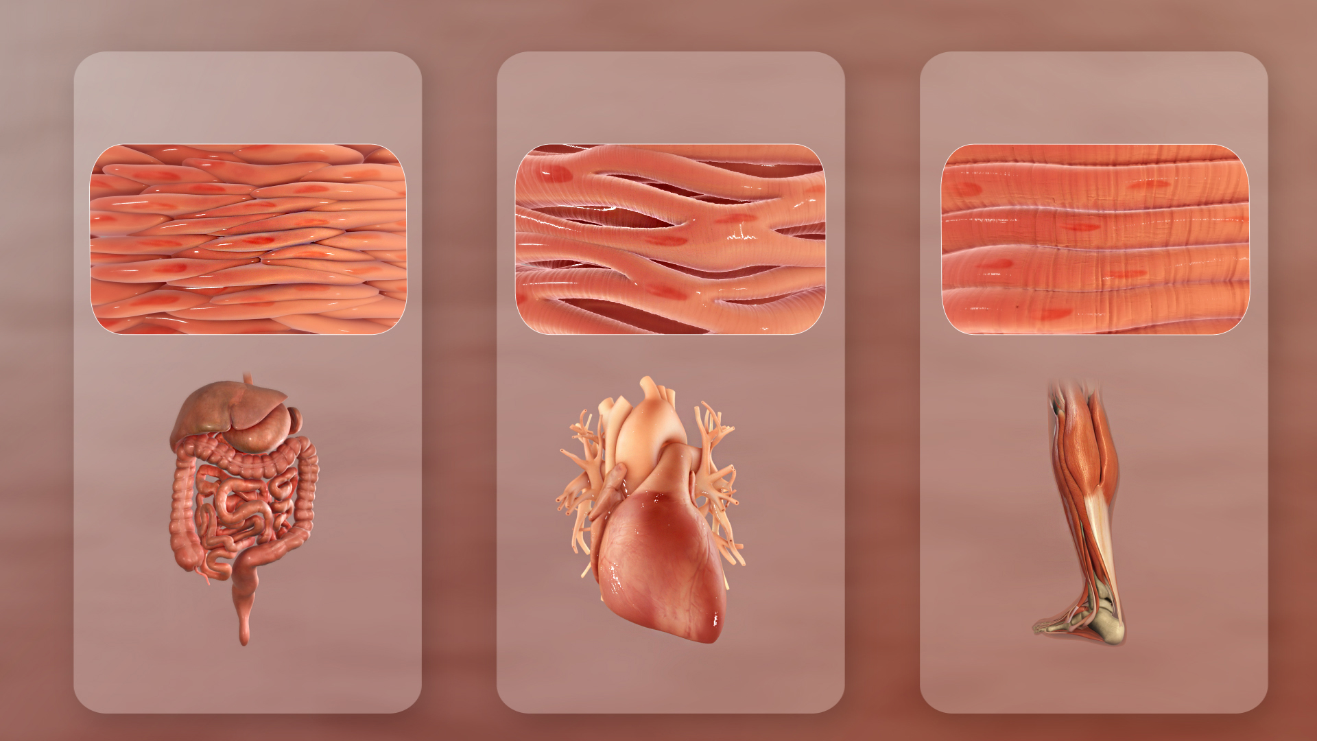 The three distinct types of muscle tissue in the human body: smooth muscle for involuntary organ functions, cardiac muscle localized to the heart, and skeletal muscle for voluntary motion.