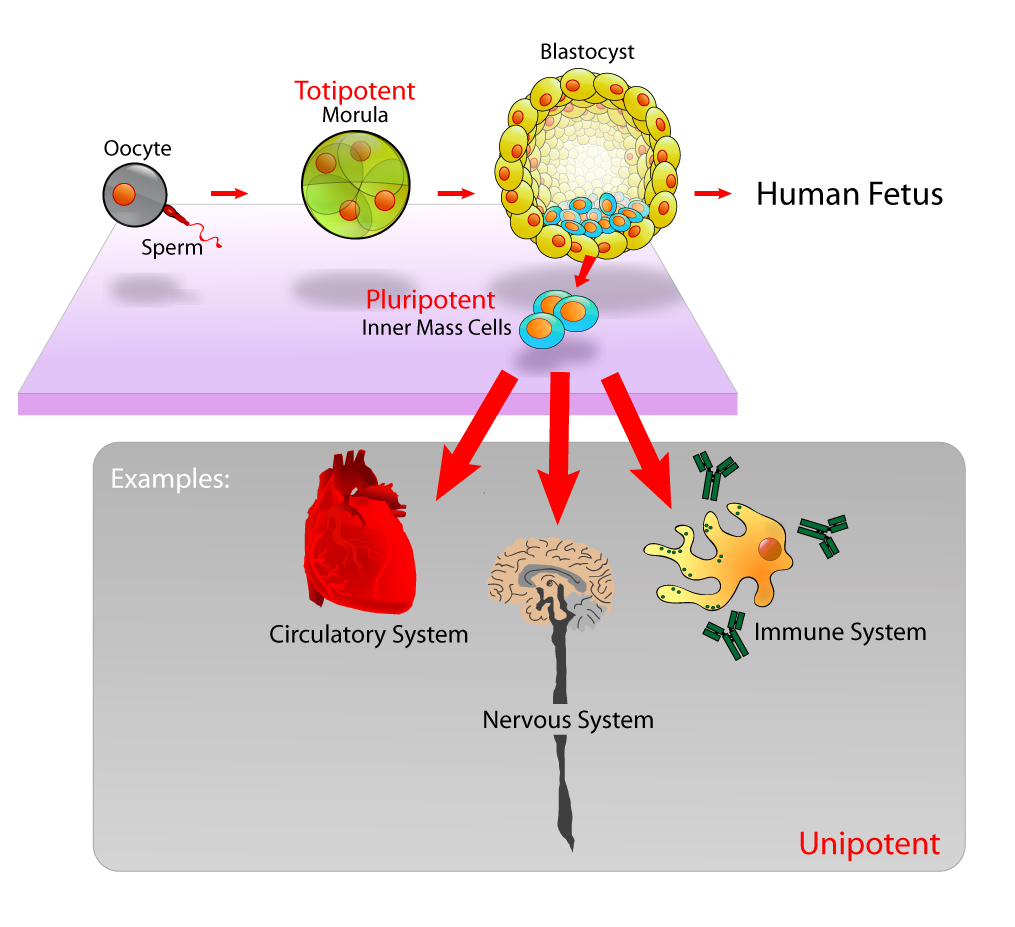 Pluripotent embryonic stem cells are derived from the inner cell mass of a blastocyst and have the potential to differentiate into virtually any cell type in the body.