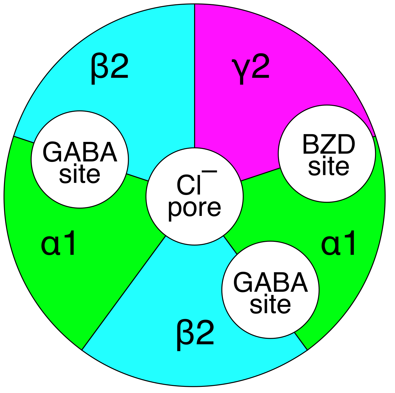 Benzodiazepines alleviate severe anxiety by binding to the GABA-A receptor complex, enhancing the inhibitory effects of GABA to chemically calm an overactive nervous system.