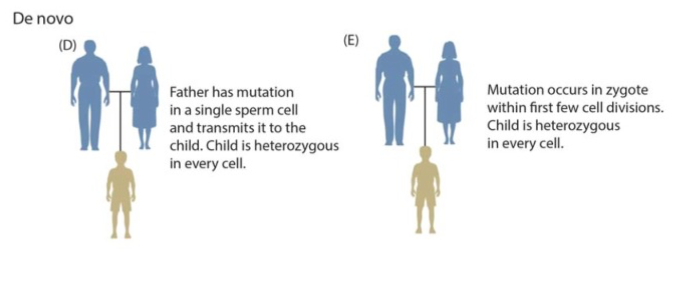 Diagram illustrating how a de novo (new) mutation in a germ cell is passed down to offspring, unlike somatic mutations which remain confined to the parent organism.