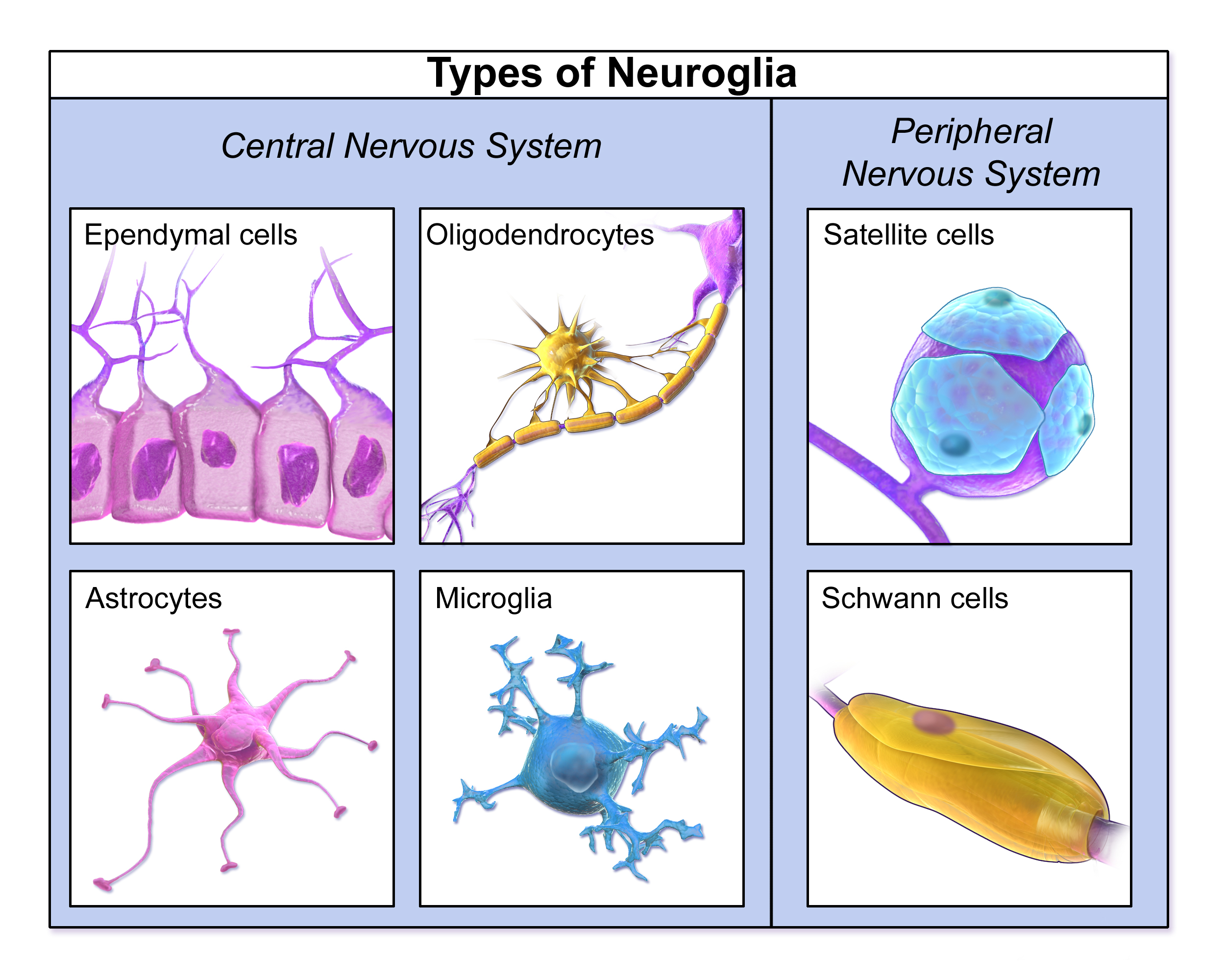 Neuroglia, or glial cells, are specialized supporting cells that act as the biochemical caretakers of the nervous system, protecting and nourishing the fragile neurons.