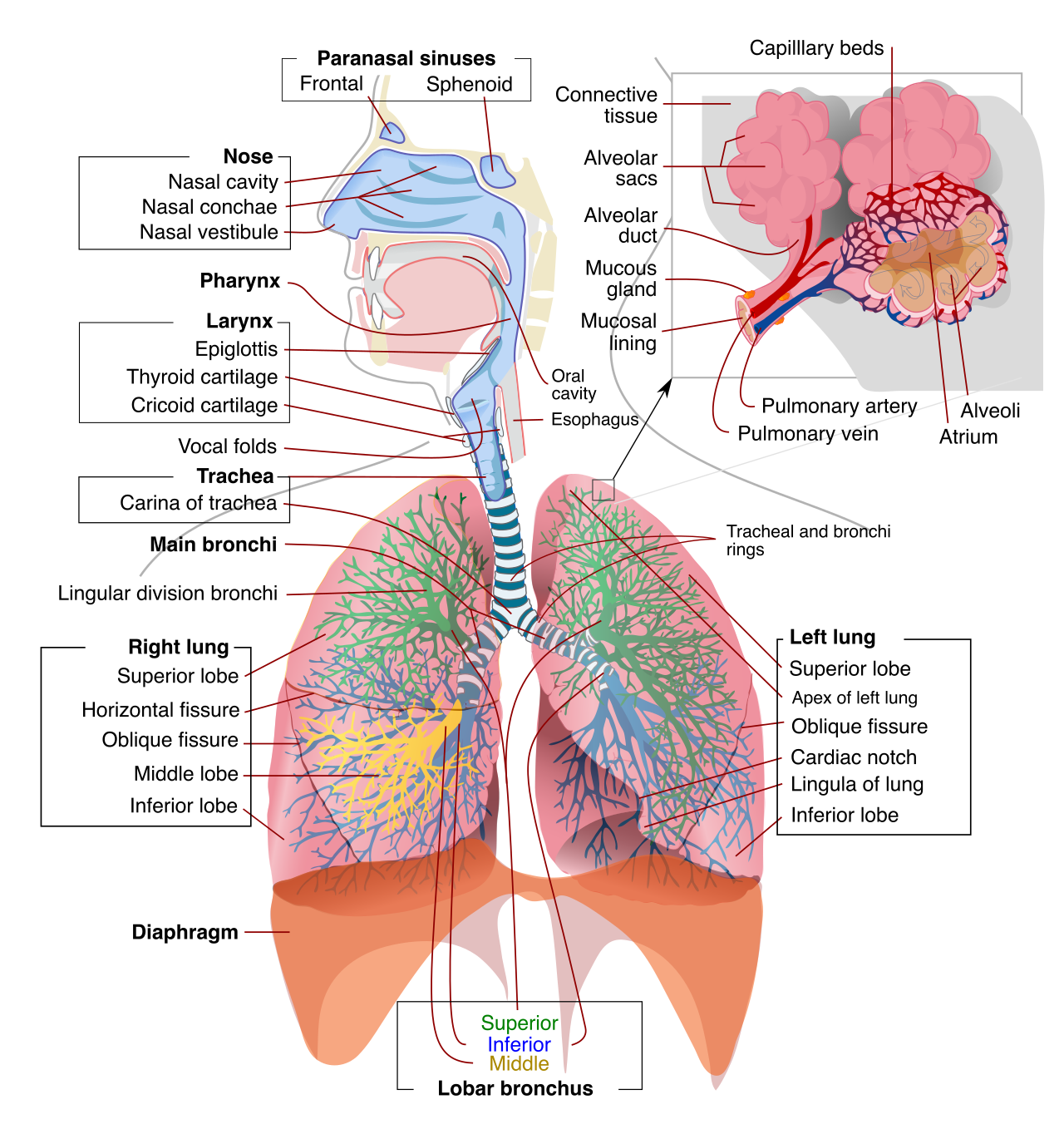 The anatomy of the human respiratory tract, showing the pathway of air from the nasal cavity down through the trachea and into the branching bronchial tree.