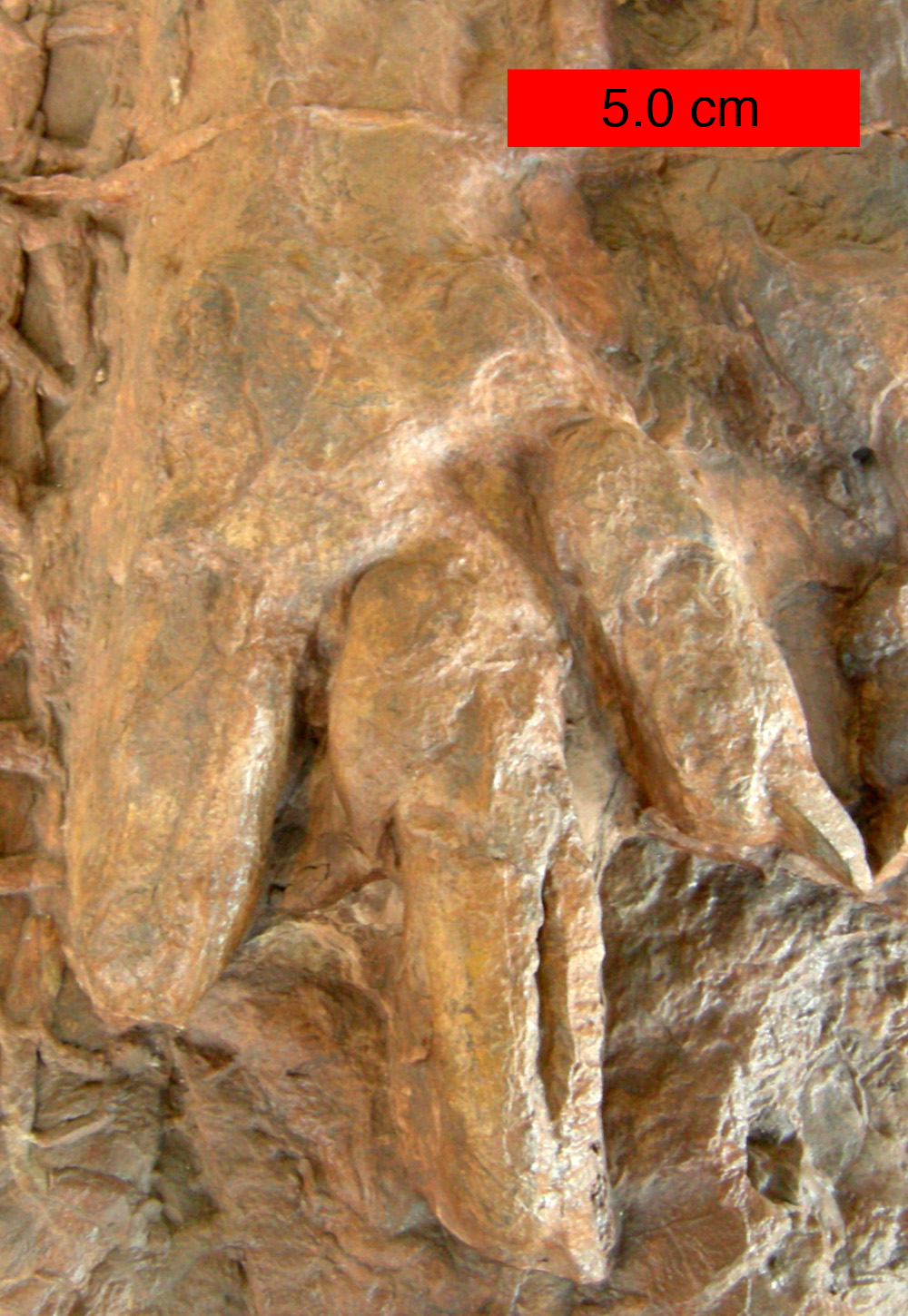 Trace fossils, such as this preserved dinosaur footprint, provide geological evidence of an animal's past behavior and movements rather than its physical body.