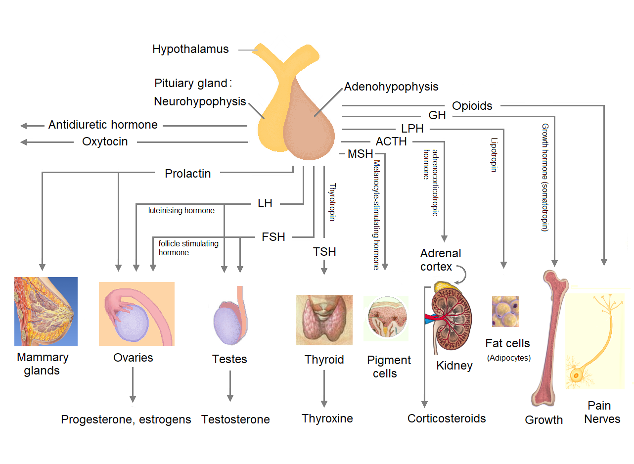 The pituitary gland, physically connected to and controlled by the hypothalamus, acts as a master control center by secreting numerous hormones that regulate downstream endocrine targets.