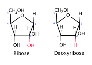 Chemical comparison of ribose and deoxyribose sugars, showing the critical presence or absence of the 2-prime hydroxyl group that dictates nucleic acid stability.