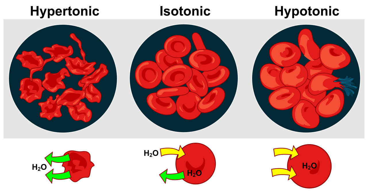 The effects of hypertonic, isotonic, and hypotonic environments on animal cells, demonstrating osmotic water loss or gain.