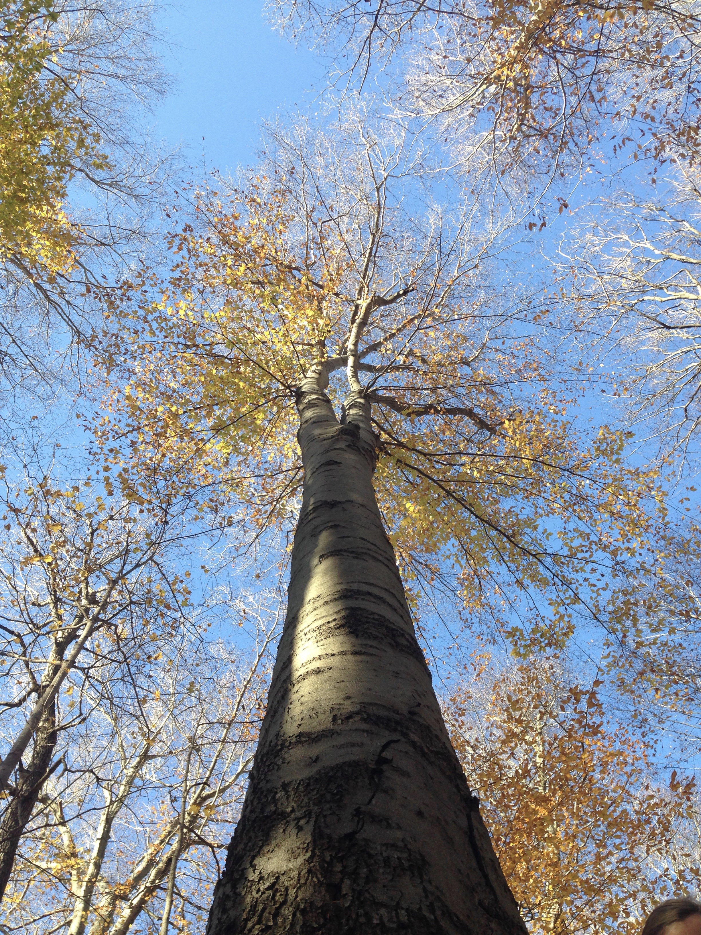A mature climax community dominated by towering beech and maple trees. Their dense canopy intercepts most sunlight, competitively excluding sun-loving early successional species from the understory.