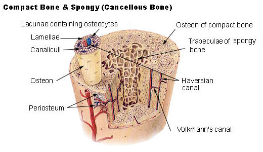 Cross-section of a typical long bone, illustrating the dense compact bone of the diaphysis and the spongy bone network within the epiphysis.