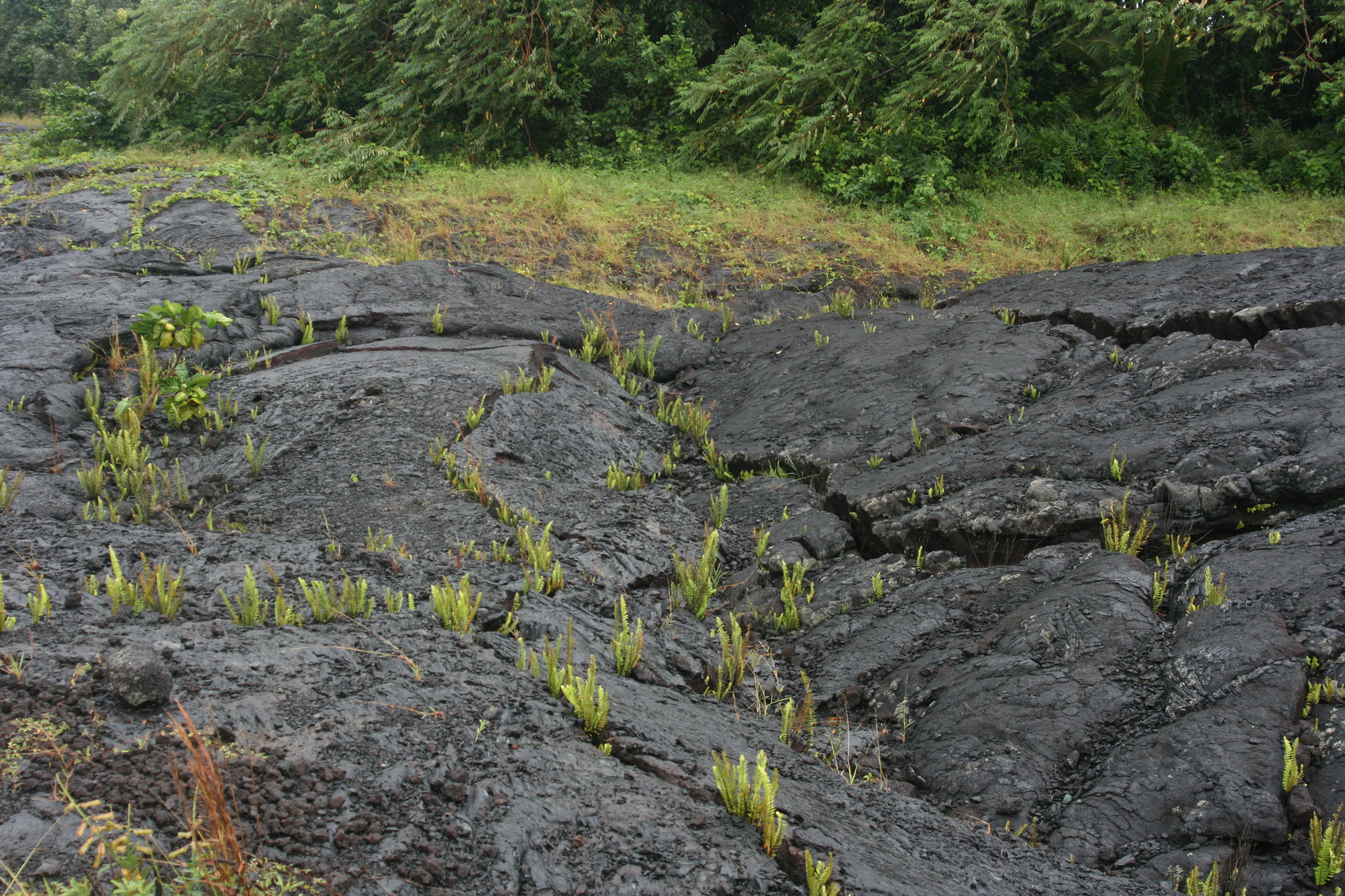 Pioneer plants establishing themselves in the cracks of a recent lava flow in Hawaii, demonstrating the very first stages of primary succession on barren rock.