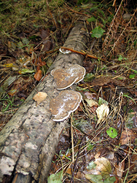 Decomposers, such as these fungi breaking down a fallen branch, play a critical role in ecosystem continuity. While energy is inevitably lost as heat, physical matter and essential nutrients are endlessly recycled back into the soil by these organisms.