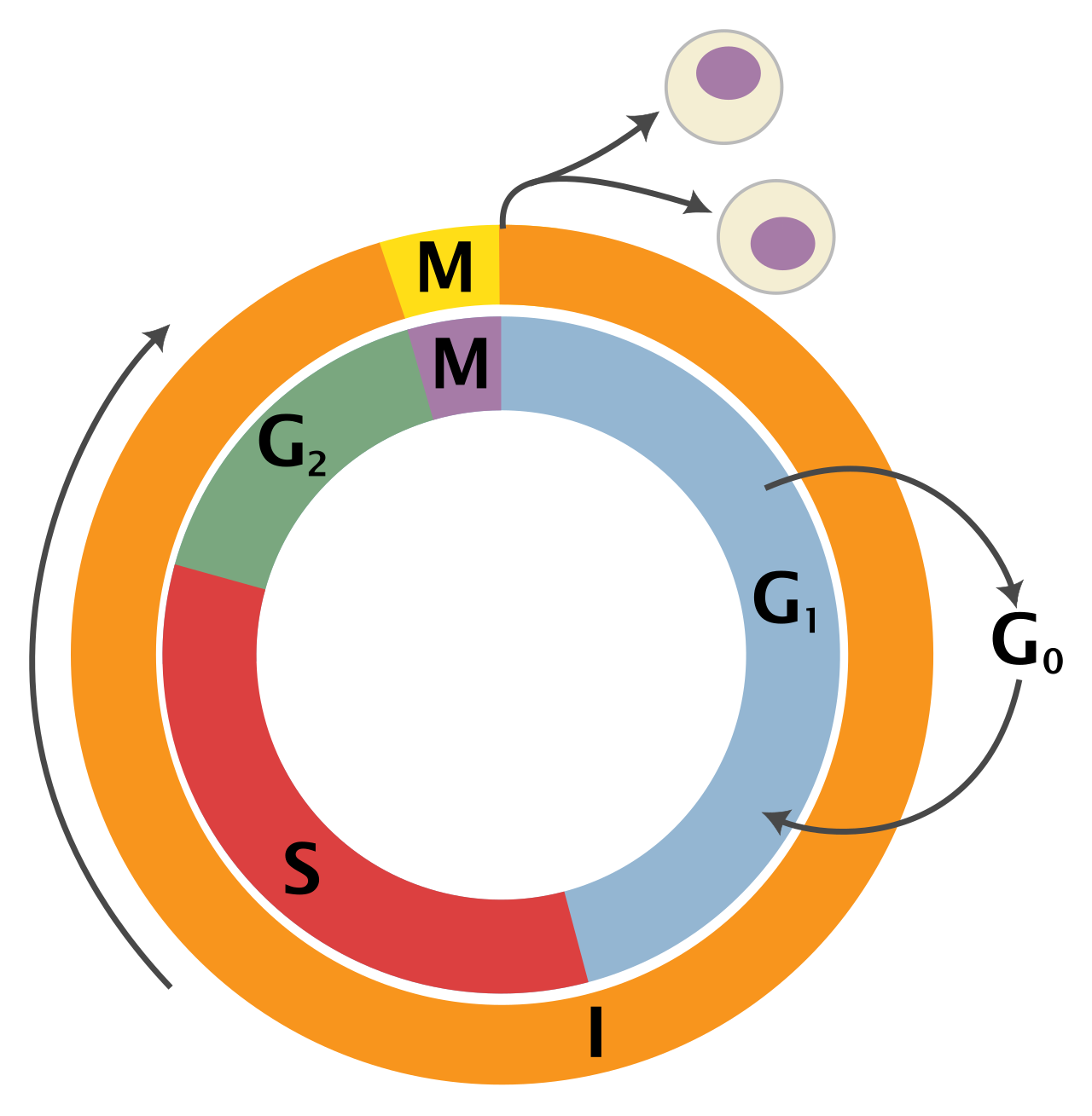 Schematic overview of the eukaryotic cell cycle, illustrating the long preparatory interphase (G1, S, and G2 phases) preceding the shorter mitotic phase (M).