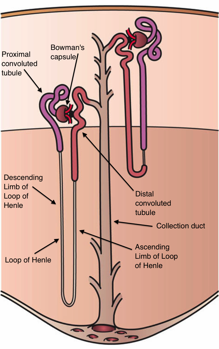 Diagram of a single nephron, the microscopic functional unit responsible for filtering blood and systematically reabsorbing essential nutrients within the kidney.