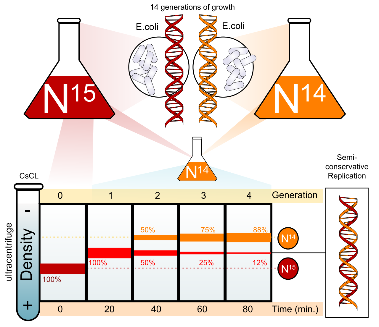The Meselson-Stahl experiment demonstrated semi-conservative replication by tracking the density of nitrogen isotopes in bacterial DNA across multiple generations.