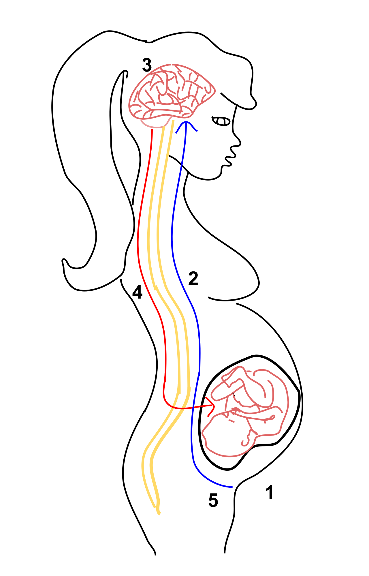 A positive feedback loop in childbirth. The physical stimulus of the baby pushing against the cervix triggers the release of oxytocin, which intensifies uterine contractions, further increasing the initial stimulus until delivery.