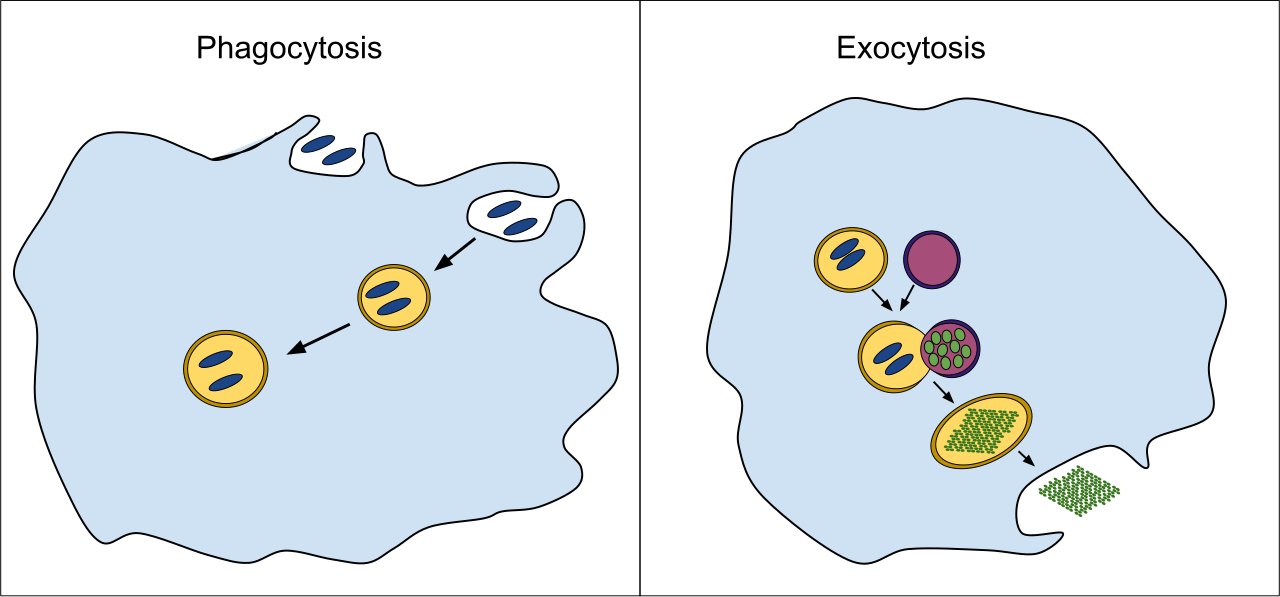 Bulk transport mechanisms: Phagocytosis and pinocytosis are forms of endocytosis used to internalize large particles or fluid, whereas exocytosis manipulates the membrane to expel cellular contents.